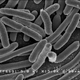 Escherichia coli vista al microscopio. Foto: Wikimedia Commons.